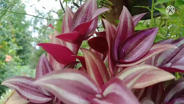 Hanging Plants|| #hanging #plants #myplants #garden #besthangingplants#gardentour/hanging Plants