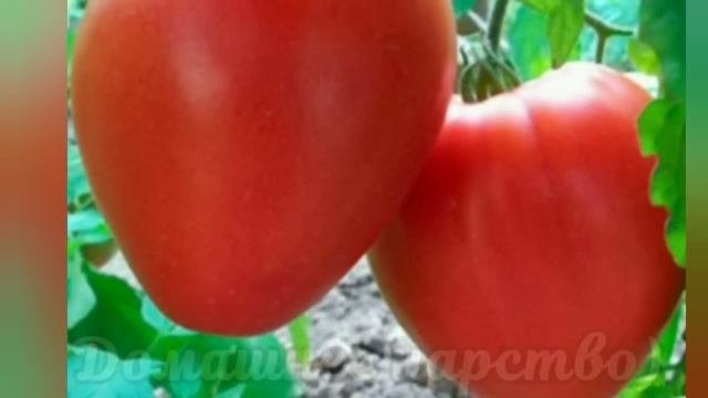 ТОМАТЫ - самые лучшие от Сибирского сада!