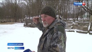 Загрызли более 20 овец. В Смоленском районе волки нападают на домашний скот