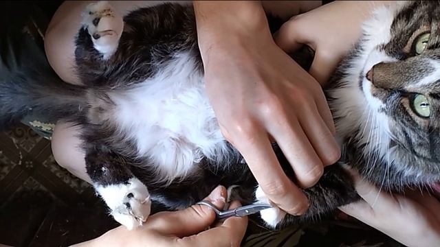 Как помыть кота - кошку - Подготовка кота к принятию ванны смотреть онлайн