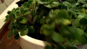 Аихризон---Дерево любви,благополучия и счастья.Как я формирую куст.