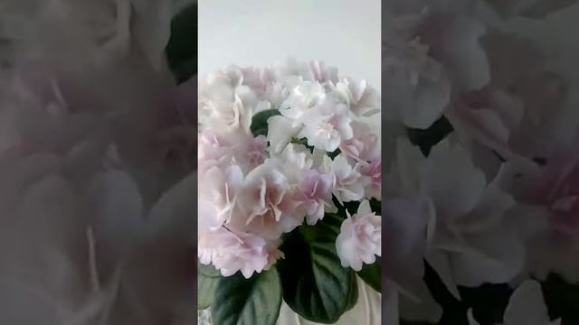 Little Darlin' (LLG/P.Sorano) и как в жару укоренять черенки . смотреть онлайн