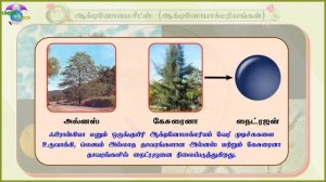 11th Std | Bio-Botany | 1.4.11 | Actinomycetes (Actinobacteria) | English & Tamil