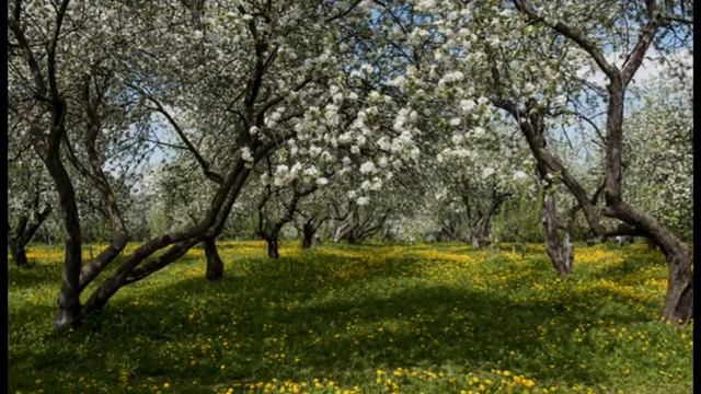 Цвіте жасмин. смотреть онлайн