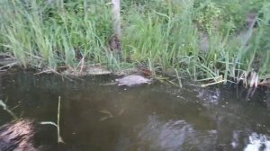 Обнаружен плавающий труп на реке