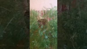 Аспарагус Шпренгера сушит ветки, сбрасывает листочки... В чем проблема? Анализируем)