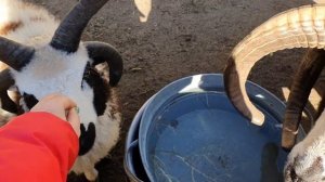 Николаевский зоопарк.  Овцы Якова. Смешные овцы