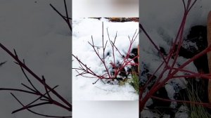 Формировка кустарников густым красивым шаром. Мастеркласс