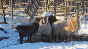 В Плейстоценовом парке планируют увеличить количество и разнообразие животных
