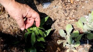 Candelabra Primroses || Making a Bog Container for Growing them