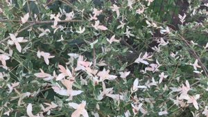 Японская ива пестролистная