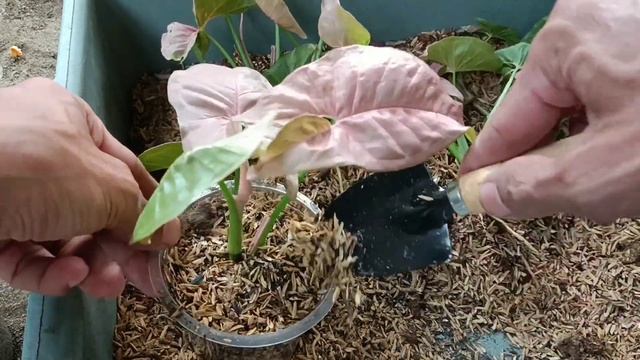 Simple Propagation Syngonium Pink Neon Robusta смотреть онлайн