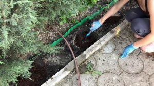 ХОСТА Посадка на клумбу для юга