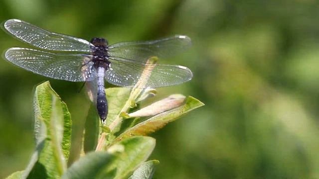 Стрекоза длиннохвостая. Leucorrhinia Caudalis. Насекомые Беларуси.