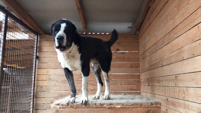 Черный Барон/Сатар Берег. Ярс*Чизара. Бульдозера линии. Натахин папа. +79157787787 смотреть онлайн