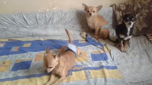 telefon 015 смотреть онлайн