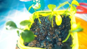 30 ДНЕЙ ПОСЛЕ ПОСАДКИ АРБУЗА И МАНГО У СЕБЯ ДОМА!