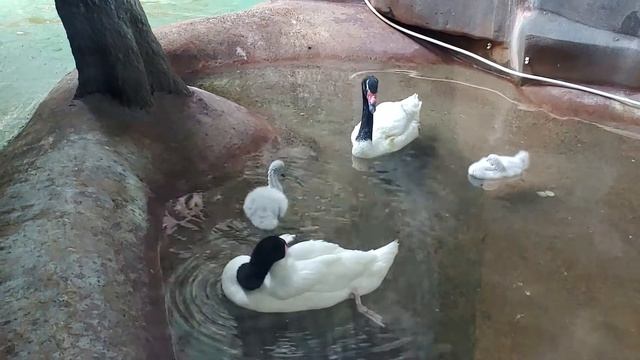 Пополнение у черношейных лебедей смотреть онлайн