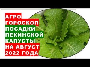 Агрогороскоп посадки пекинской капусты в августе 2022 года