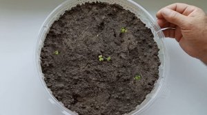 Китайская капуста Татсой Как вырастить на подоконнике