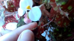 как цветет бегония