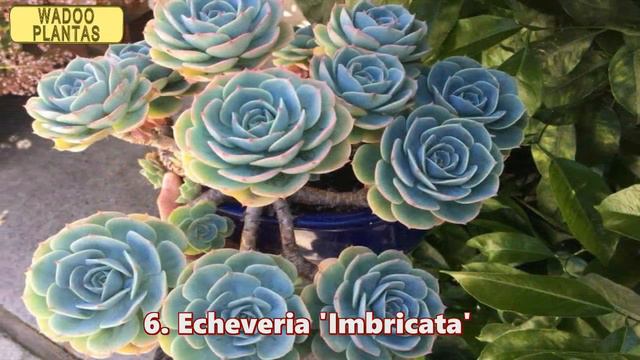 14 ECHEVERIA HÍBRIDOS CON SUS NOMBRES ''I'' смотреть онлайн
