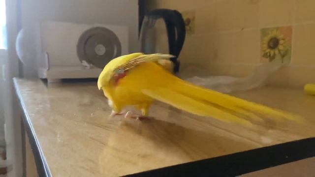 Какарик разговаривает смотреть онлайн