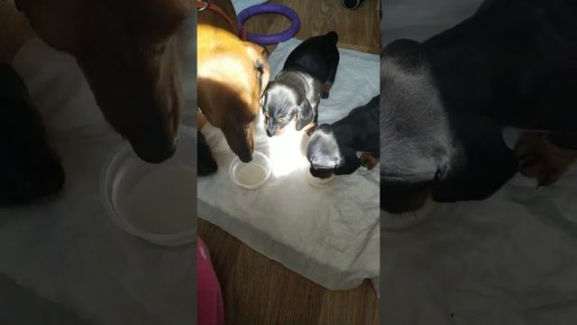 Кормление щенков таксы. смотреть онлайн