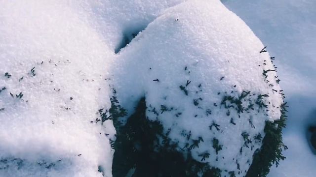 Зимняя хвойная история о формировании и стрижки фантазийной дорожки возле пруда из туи Рекурва Нан смотреть онлайн