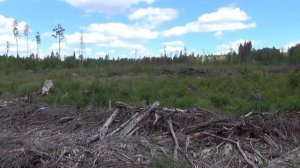 В Новгородской области полицейские выявили незаконную рубку лесных насаждений