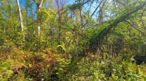 Расслабляющая прогулка по дикому лесу / Музыка для отдыха и снятия стресса / Виртуальная прогулка