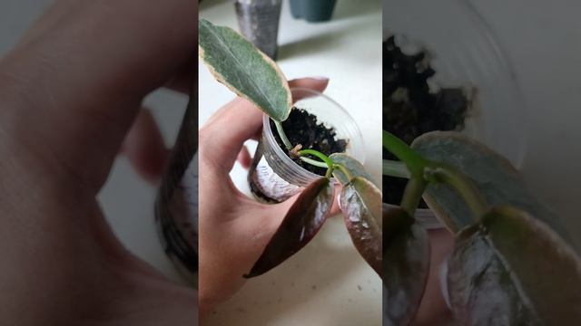 МОЯ КОЛЛЕКЦИЯ ХОЙ💚❤