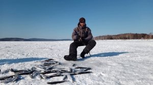 Селёдка стоит стеной. Лови сколько угодно!