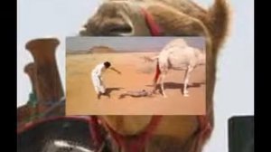 Рождение верблюда