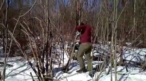 makita duc204z in action - tree cutting