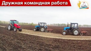 Разница пахоты по горелому полю и нет, на трех МТЗ с плугами ПЧ-2.5.