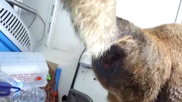 Стрелка-пёс по кличке Серый-ОГРОМНАЯ грыжа. смотреть онлайн