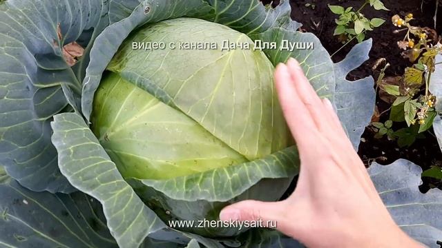Срезать или выкручивать? Правила уборки КАПУСТЫ на зиму смотреть онлайн