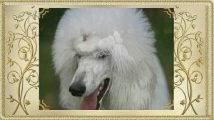 Атами Бригантина. .5 мес. Большой королевский стандартный пудель. Питомник АТАМИ