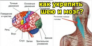 Кровь не может течь в мозг из-за спазма ременной мышцы головы. Как освободить позвоночные артерии?