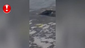 Последние Кадры Нырнувшего В Прорубь. Нырнул Ради Видео, Но Выбраться Не Смог
