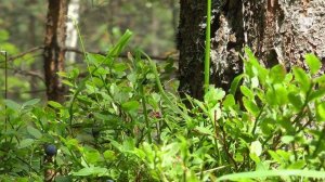 Егерский способ защиты от комаров  | Когда забыл пшикалку