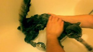 Как помыть котёнка (вислоухий шотландец)