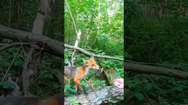 Кормлю Дикую Лису.Полный фильм на канале Ушёл по Делам.