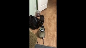 Как два кота уживаются