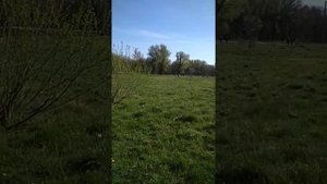 Парк Ашман, Калининград