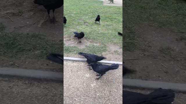 Jardin des Tuileries, Париж, сад тюильри