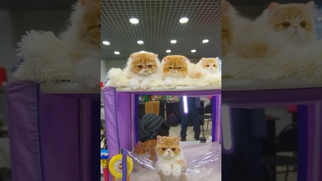 Выставка кошек Москва. Персидские и экзотические котята. смотреть онлайн