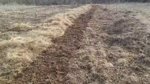 Сено или солома для малины укрываем. #сад #diy #малина #вырашивание #ягоды