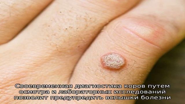 Папилломатоз - как удалить бородавки у коровы